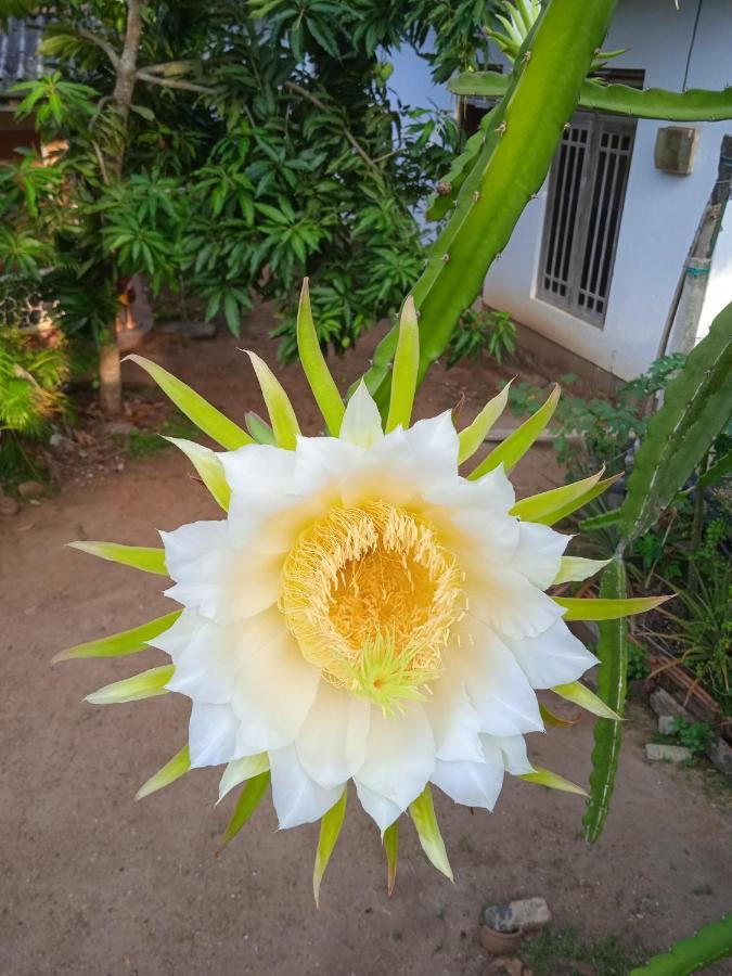 Sanaya Homestay 坦加拉 外观 照片